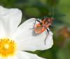 Corizus hyoscyami hyoscyami